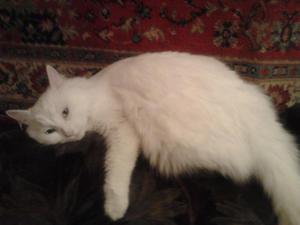 בעיות בדרכי השתן אצל חתולים - אורוליתיאזיס וסיבותיה