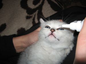 מה לעשות אם חיית המחמד שלך דומעת יתר על המידה קריעה אצל חתולים - מה לעשות אם זה נמשך זמן רב?