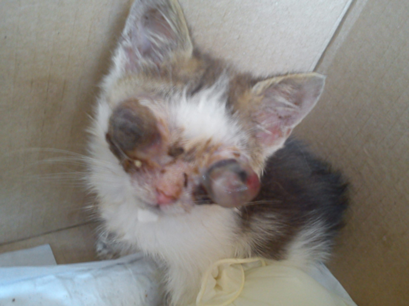 תמונה קלינית של המחלה