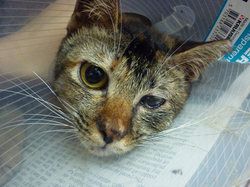 סימנים קליניים של המחלה