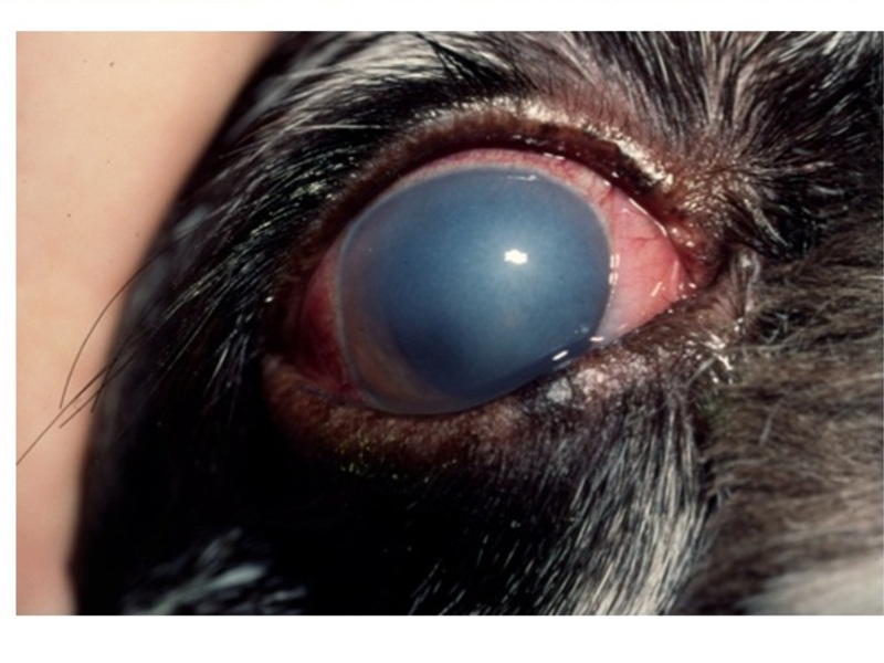 סימנים של מחלת עיניים אצל חתולים