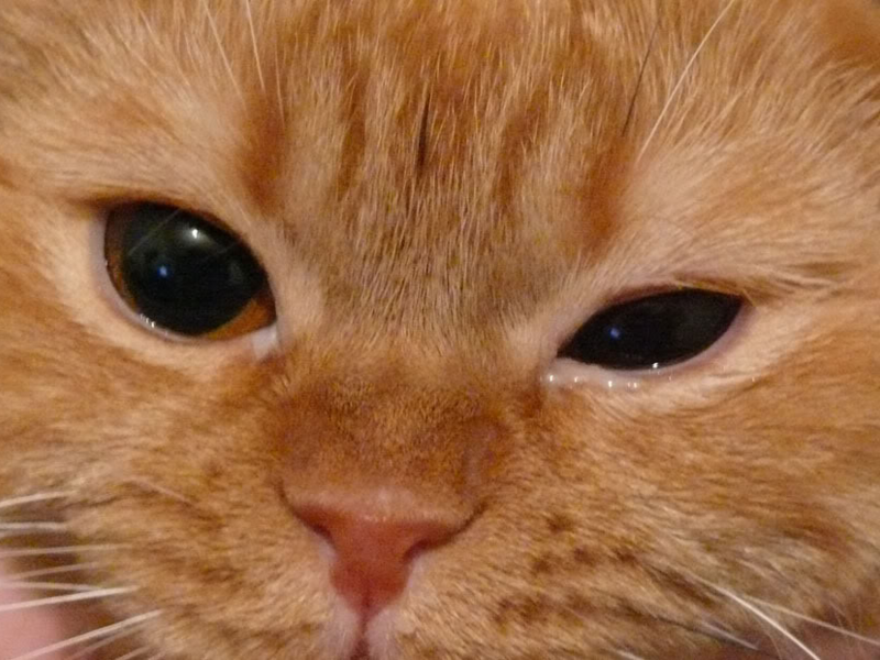 ממה חתולים יכולים לחלות?