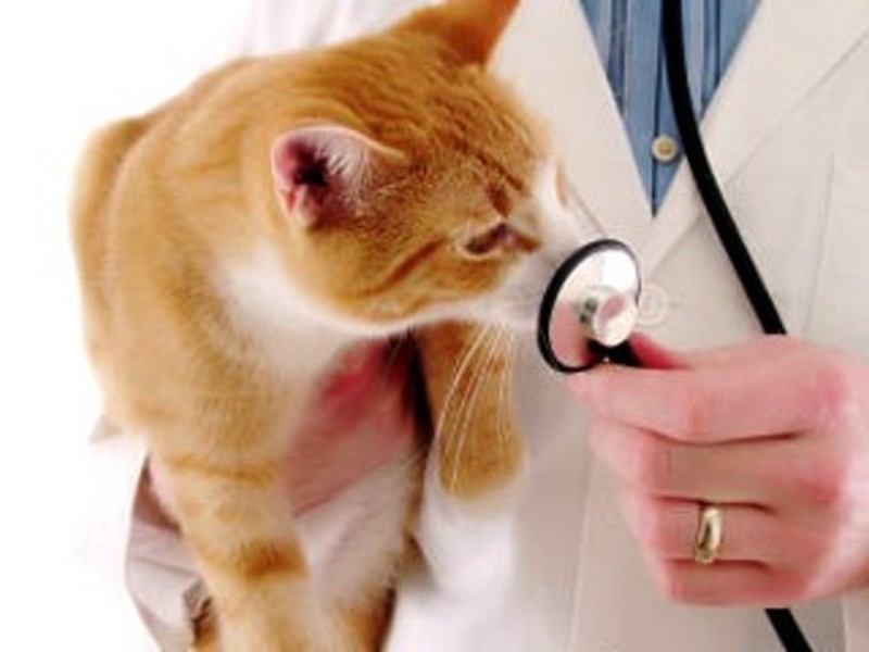 קטרקט אצל חתולים