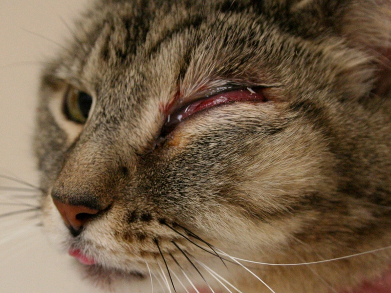 סימנים קליניים של המחלה