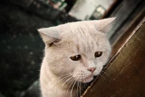 כיצד לטפל בקרציות אצל חתולים כיצד לטפל בקרדית תת עורית אצל חתולים