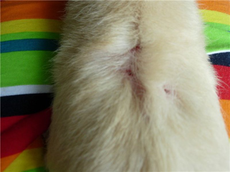 תסמינים של קרציות תת עוריות כיצד להתמודד עם קרציות תת עוריות