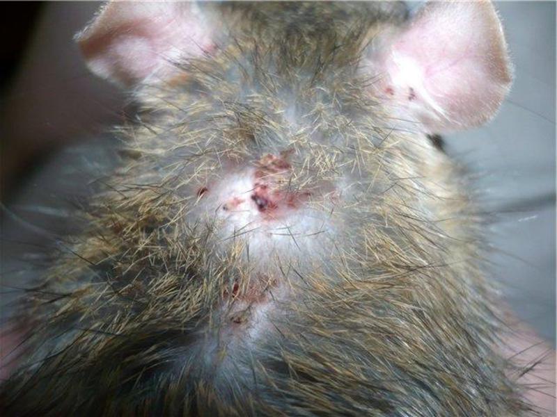 איך לרפא חתול איך נראית קרדית תת עורית על חתול ואיך להיפטר ממנה?