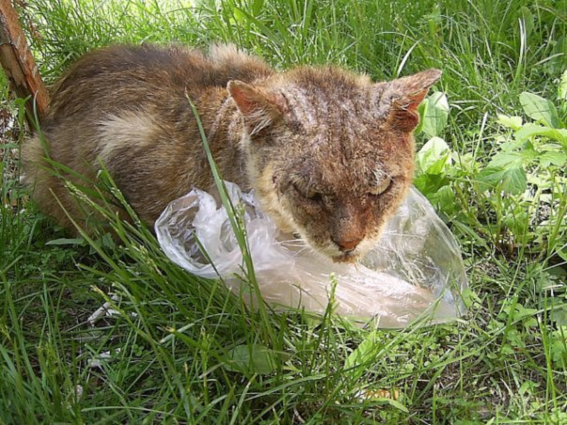 סוגי קרציות תת עוריות אצל חתולים מידת הנזק לעור הפנים