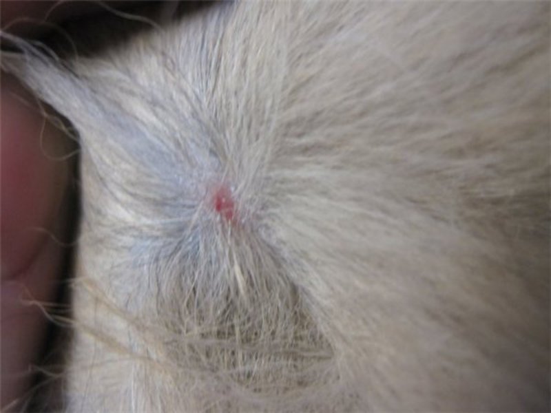 טפילים אצל חתולים תסמיני זיהום