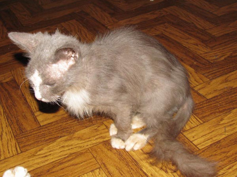 איך לרפא חתול איך לעזור לחתול