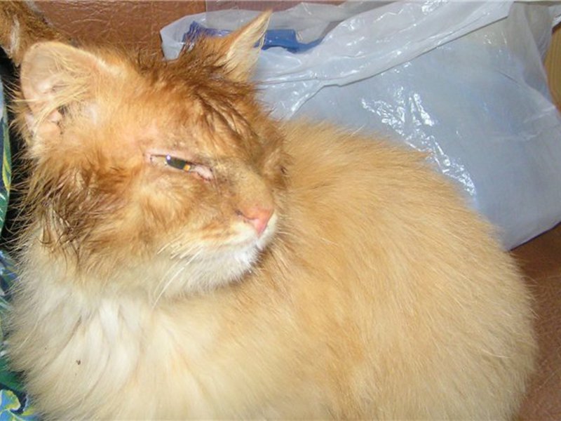 איך נראית קרדית תת עורית על חתול ואיך להיפטר ממנה? איך נראית קרדית תת עורית על חתול ואיך להיפטר ממנה?