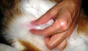 לחתול יש גוש מתחת לעור על הבטן.