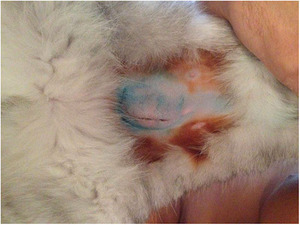 גוש על בטן החתול לאחר עיקור גוש על בטן החתול עשוי להופיע לאחר ניתוח עיקור.