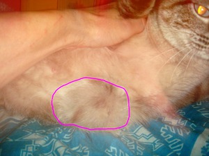 גוש מתחת לעור בין הרגליים הקדמיות גוש מתחת לעור בחזית החתול - מהן הסיבות האפשריות?