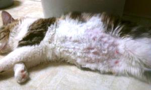 גוש תת עורי שהתפוצץ גורם סבל לבעל החיים.