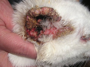 טיפול בקרדית אוזניים אצל חתולים טיפול בקרדית אוזניים - טיפים מועילים