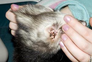 תסמינים של קרדית אוזניים בבעלי חיים כוללים שינויים בהתנהגות ובדיקה חיצונית.