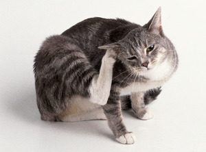 קרדית אוזניים אצל חתולים - ניקוי אוזניים כיצד לנקות את אוזני החתול אם אתם חושדים בקרדית אוזניים