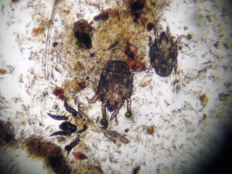 קרדית אוזניים אצל חתולים תחת מיקרוסקופ איך נראות קרדית אוזניים - תמונה תחת מיקרוסקופ