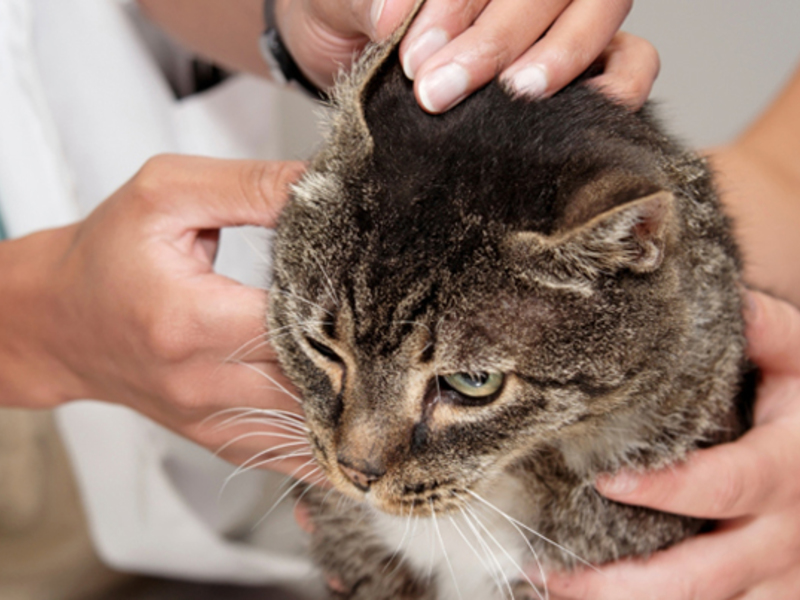קרדית אוזניים - בדיקה וטרינרית בדיקה וטרינרית יכולה לעזור בזיהוי קרדית אוזניים אם אינך בטוח.