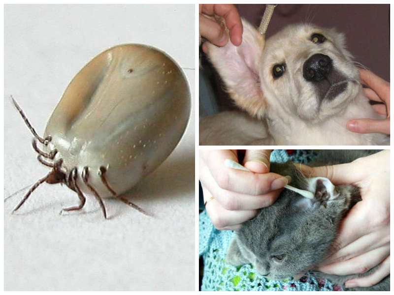 קרדית אוזניים אצל חתולים וכלבים: מניעה מניעת קרדית אוזניים אצל בעלי חיים