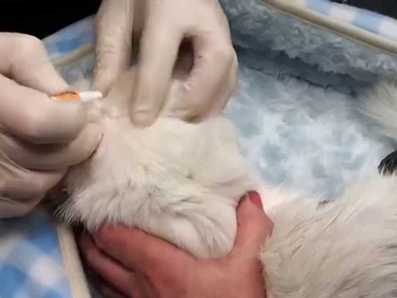 טיפול בקרדית אוזניים אצל חתולים טיפול בקרציות בחתולים - ניקוי אוזניים, מריחת טיפות וחומר סיכה.