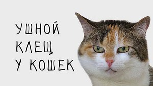 לחתול שלי יש קרדית אוזניים ואיך לטפל בהן בבית.