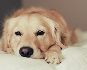 טיפול בדלקת שלפוחית ​​השתן בכלבים