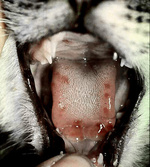 מהם התסמינים של נגיף הקליצי?