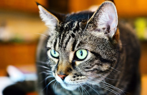 טיפול בבעל חיים חולה כיצד לטפל בווירוס הקליצי