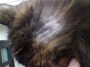 למה השיער שלי נושר בגושים?