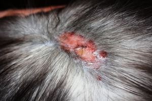 איך חתול נושר?