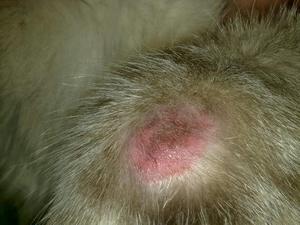 תסמינים של מחלת חתולים