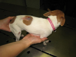 סוגי מחלות אצל כלבים סוגי מחלות כלבים