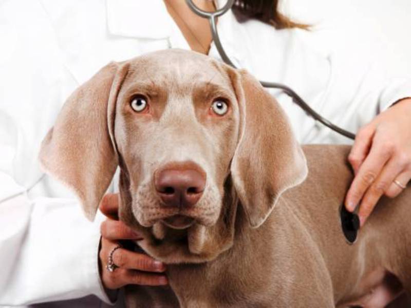 מחלת כלבים איך לרפא כלב