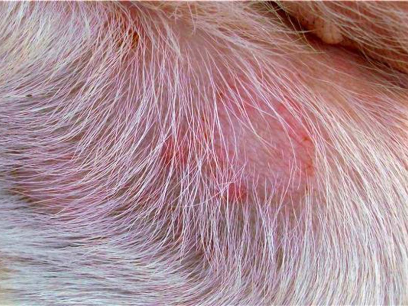 איך לעזור לכלב עם בעיית עור עזרה עם כלבים חולים