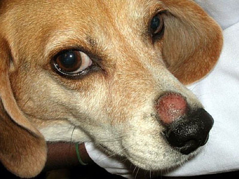 איך לרפא כלב טיפול בכלבים