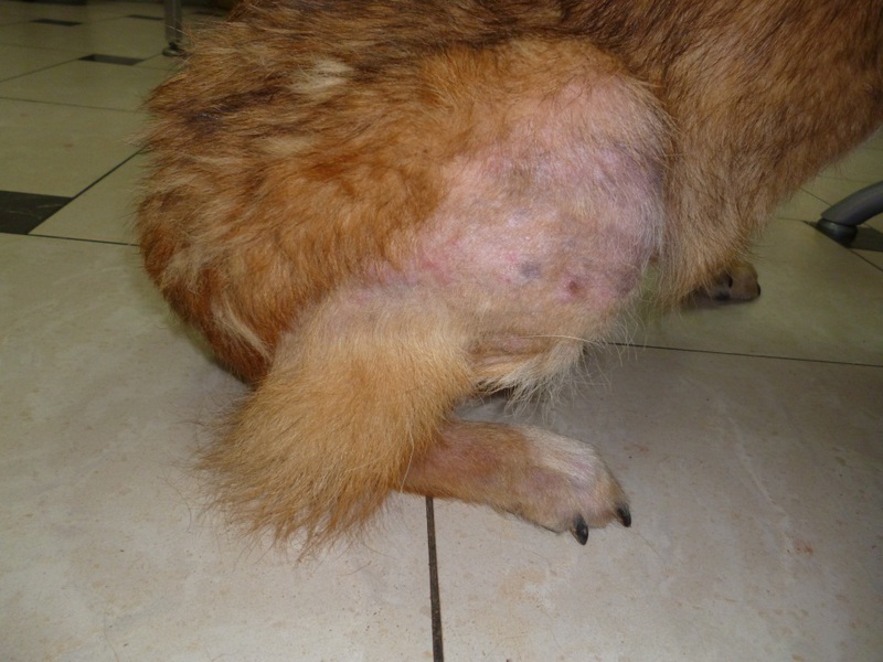 כיצד לטפל באלרגיה של כלב סוגי מחלות אצל כלבים