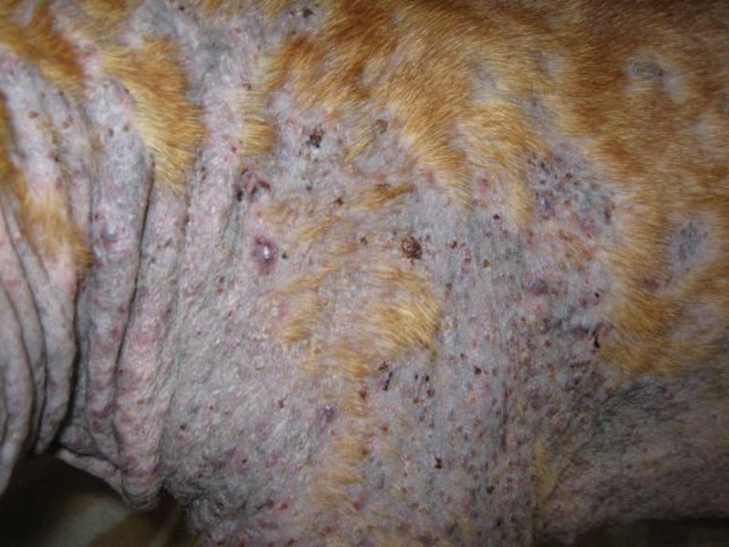 מחלות עור אצל כלבים איך לרפא כלב