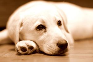 תולעים בכלבים: תסמינים, תמונות, טיפול ומניעה