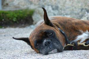 השפעת הטפילים על בריאות הכלב מניעת מחלת תולעי קרס