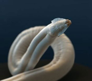 טוקסוקרה בכלבים אילו תולעים ניתן למצוא בגוף של כלב?