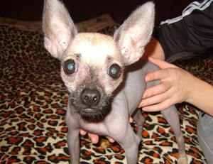 איך להסיר תולעים מכלב. כיצד להסיר תולעים מכלבים