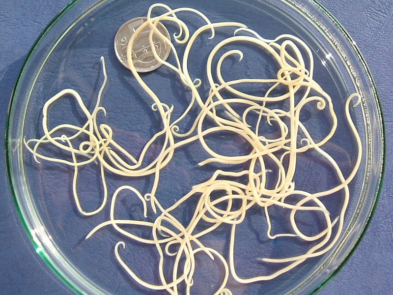 איך לעשות הסרת תולעים מכלב איך להסיר תולעים מכלב