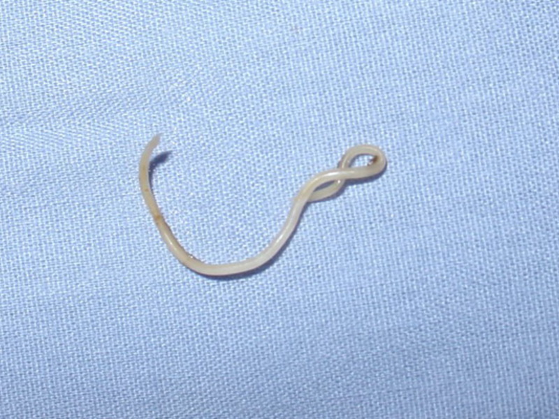 נוכחות של תולעים אצל כלב תרופות לטיפול בכלבים נגד תולעים