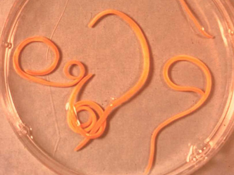 איך להסיר תולעים מכלב סוגי תולעים בכלבים