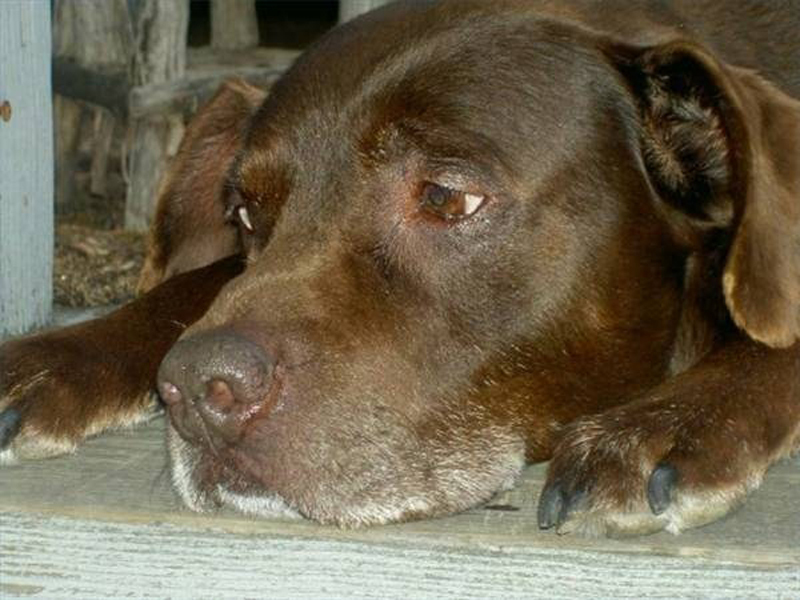 האם נוכחות תולעים משפיעה על בריאותו של כלב? איך לעשות הסרת תולעים מכלב