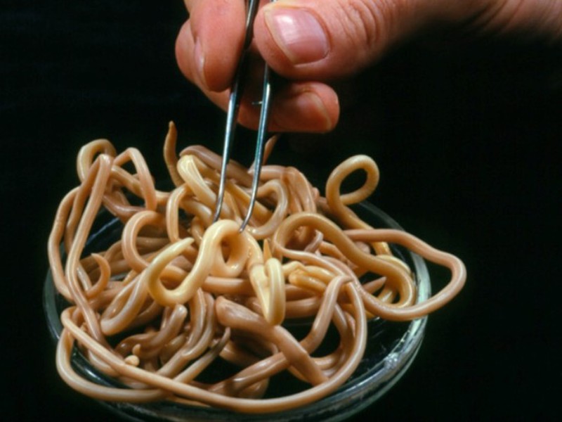 קביעת נוכחות תולעים איזה סוג של תולעים יש לכלב?