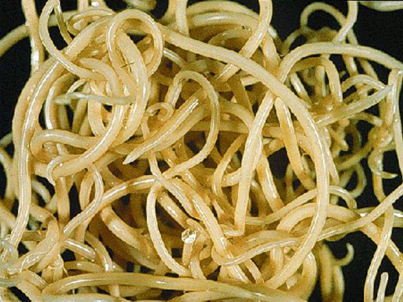 איך לדעת אם לכלב יש תולעים איך לעזור לכלב עם תולעים