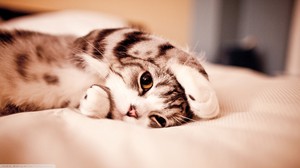 לחתול יש זעזוע מוח זעזוע מוח חמור אצל חתולים